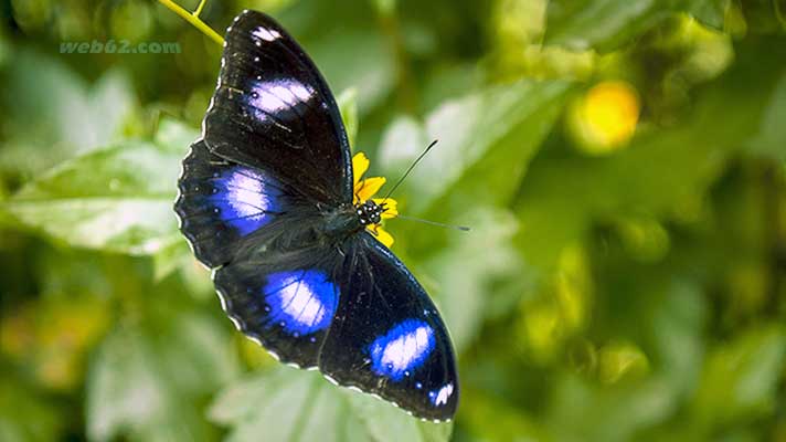 Butterfly in Sihanoukville