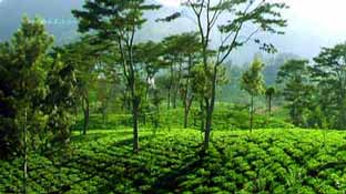 photo Haputale Tea Mountains in Sri Lanka