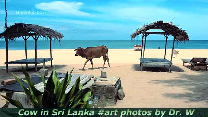 cow in Sri Lanka