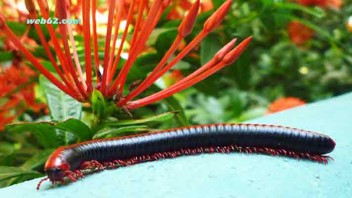 Photo from a Red Millipede in Sri Lanka photo Red Millipede in Sri Lanka
