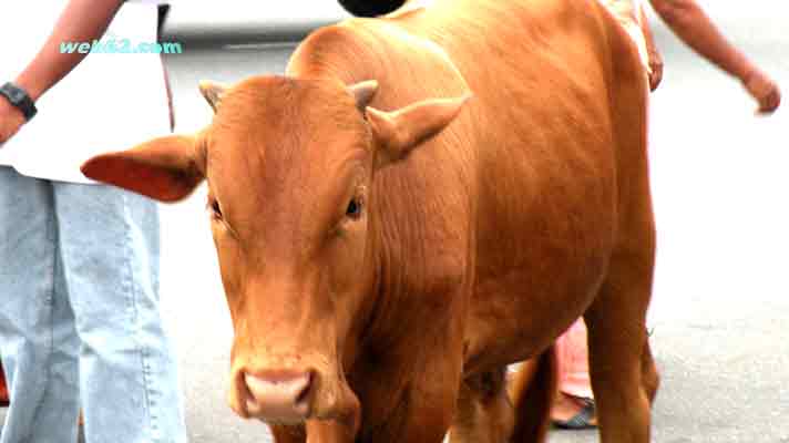 Photo from cattle in Galle, Sri Lanka Cattle in Galle