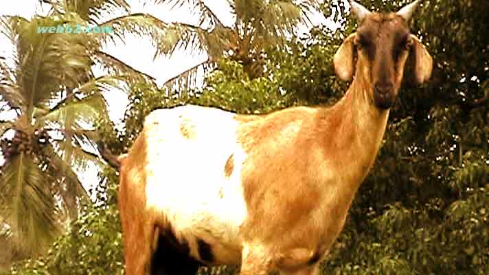 Photo from a Goat in Sri Lanka Goat in Sri Lanka