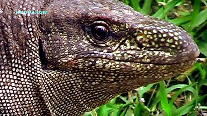 photo Monitor Lizard Sri Lanka