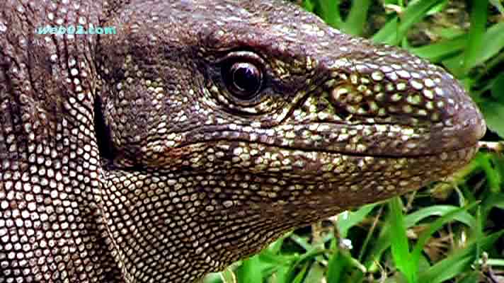 Photo from a Monitor Lizard in Sri Lanka photo Monitor Lizard Sri Lanka
