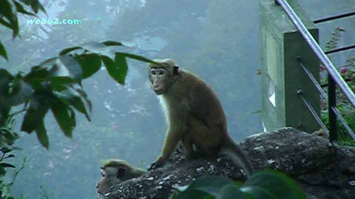 photo Monkey in Kandy