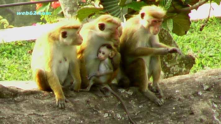 photo Monkeys in Kandy, Sri Lanka