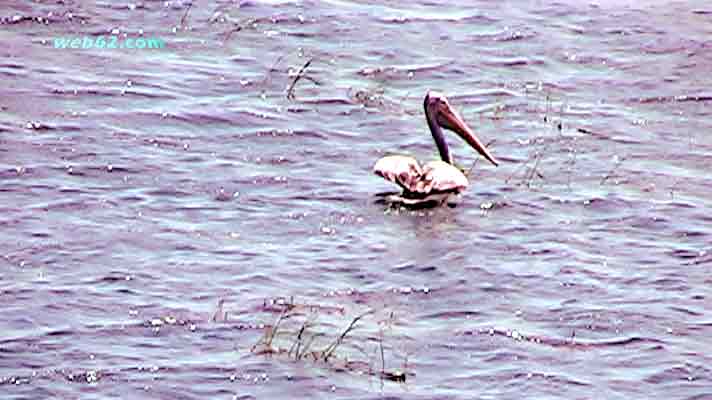 Photo from a Pelican in Sri Lanka photo Pelican