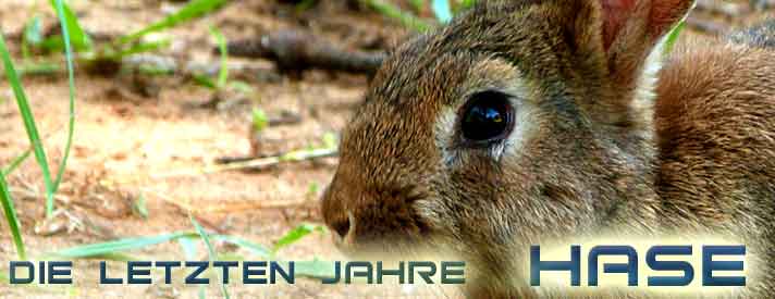 Chinesisches Horoskop Sternzeichen Hase