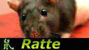 Chinesisches Horoskop Ratte
