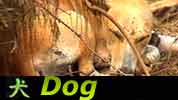 Chinese Horoscope Dog Brian Baldinger