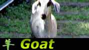 Chinese Horoscope Drew Henson Goat