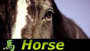 Chinese Horoscope Troy Aikman Horse