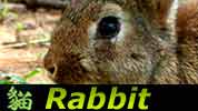 Chinese Horoscope Rabbit Jake Delhomme