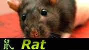 Chinese Horoscope Mike Jones Rat