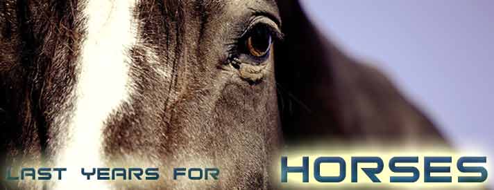 Chinese Horocope Horse Blog