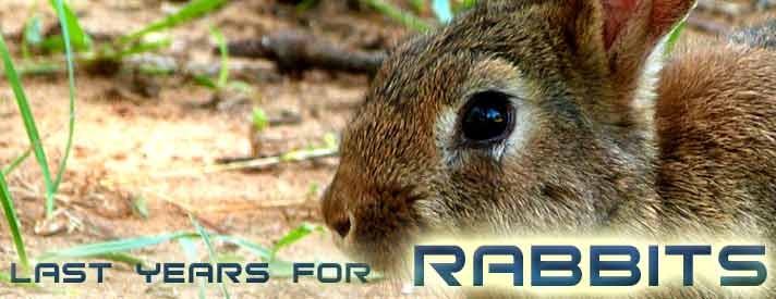 Chinese Horocope Rabbit Blog