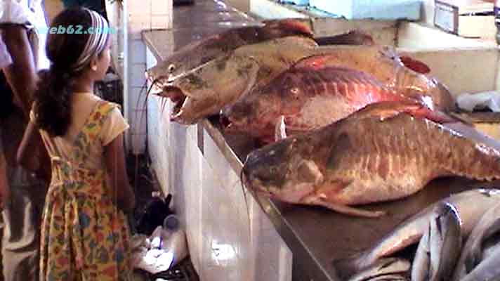Manaus Fisch Markt