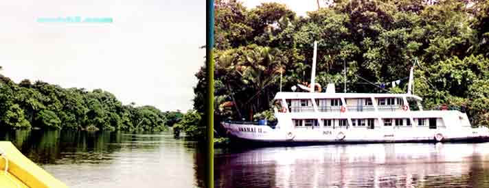 Rio Negro Mangroves