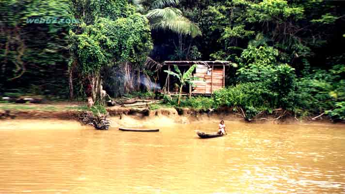 Rio Negro Jungle life Manaus