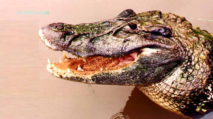 Crocodile in Brazil