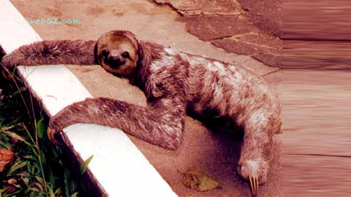 Sloths in Brazil