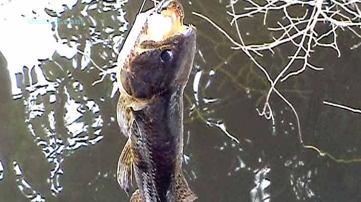 Fischen in Brasilien