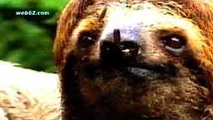 Costa Rica Sloth