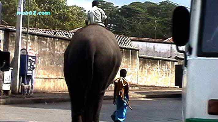 Elefant in Kandy