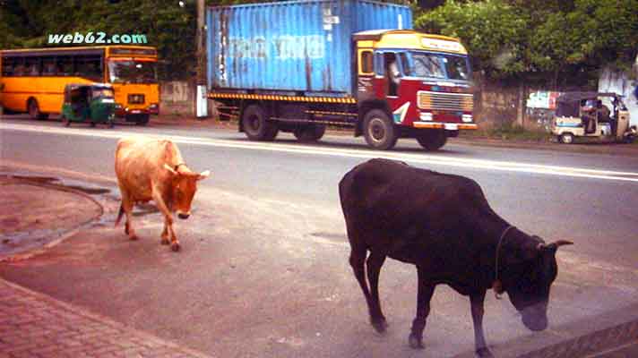 photo Cows on Colombo Road in Sri Lanka