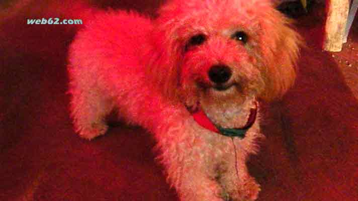 photo from a Poodle in Phuket, Thailand