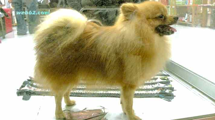 photo from a dog in Patong, Phuket, Thailand
