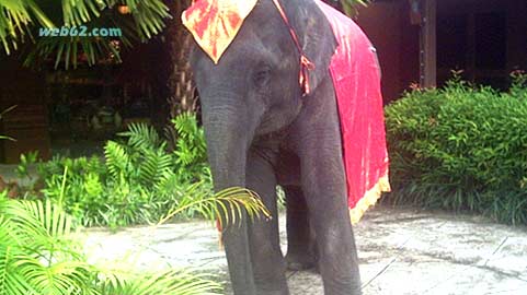 Thai  elephant
