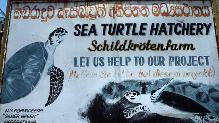 Sea Turtle hatchery 
