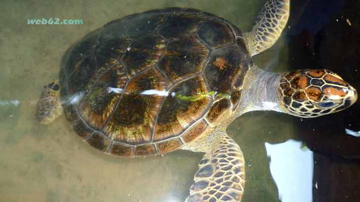  Sea Turtle 