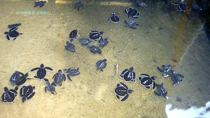  Kosgoda Sea Turtle hatchery