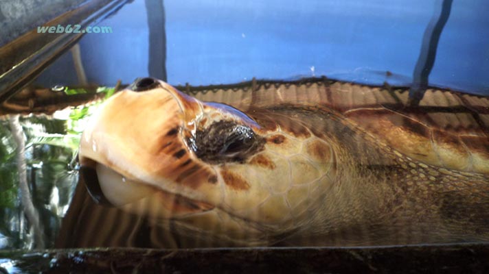 Kosgoda Sea Turtle hatchery