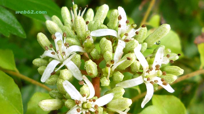 Curry blossom Unawatuna