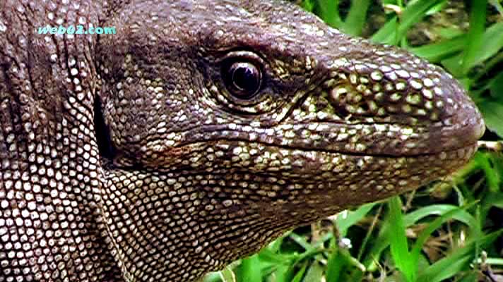 Monitor Lizard in Unawatuna