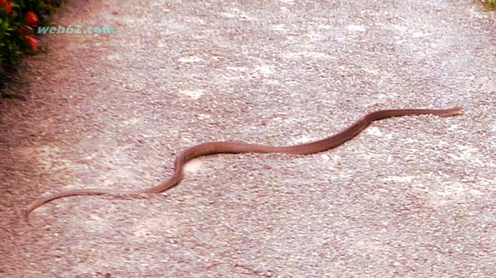 Rat Snake in Unawatuna