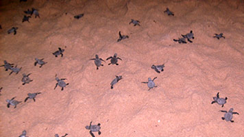 Koggale Sea Turtle Hatchery in Sri Lanka