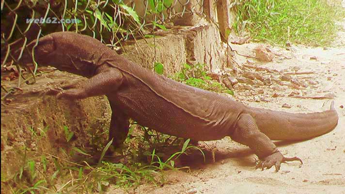 Unawatuna Waran