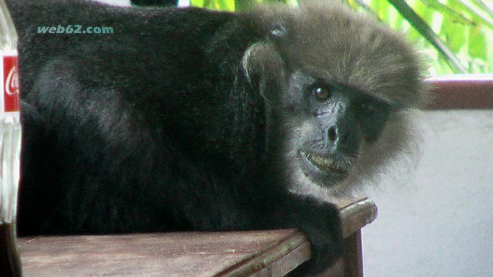 Monkey on Unawatuna Beach