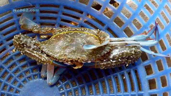 Fresh Crabs in Kep