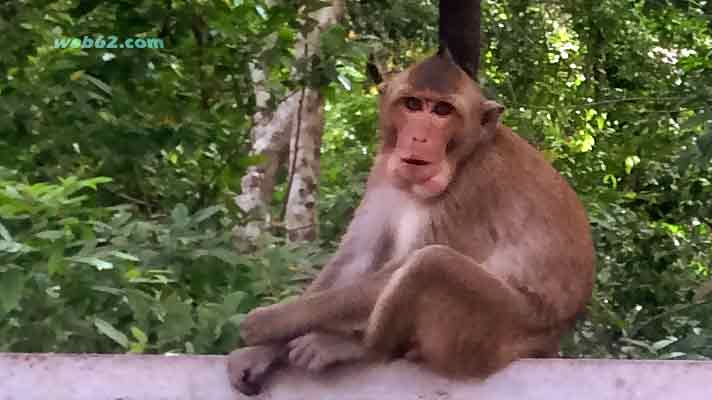 Photo from a monkey in Sihanoukville, Cambodia Monkey in Cambodia
