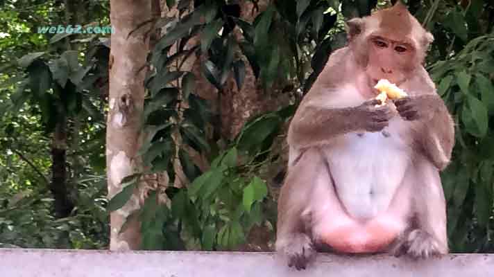 Monkey in Sihanoukville Cambodia Monkey in Cambodia