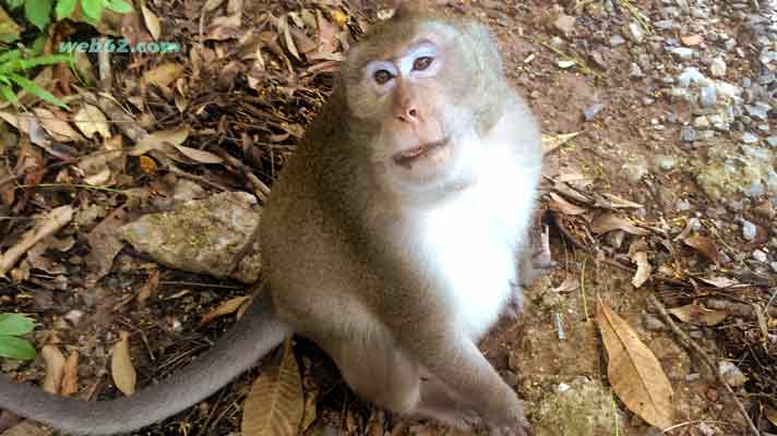 Monkey in Sihanoukville Cambodia Monkey in Cambodia