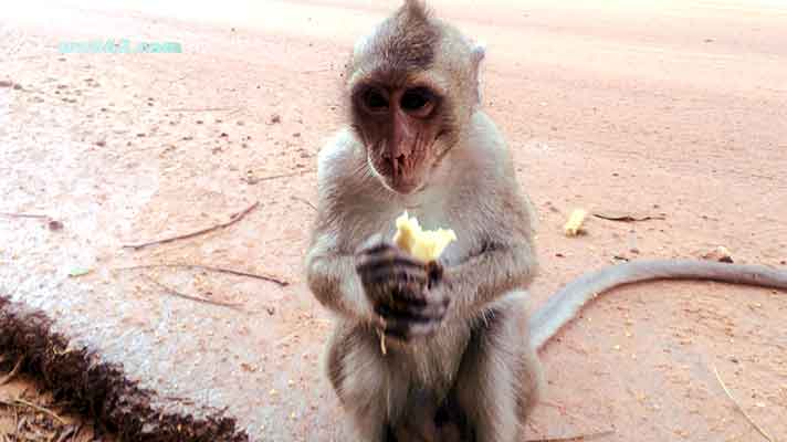 Monkey in Sihanoukville Cambodia Monkey in Cambodia