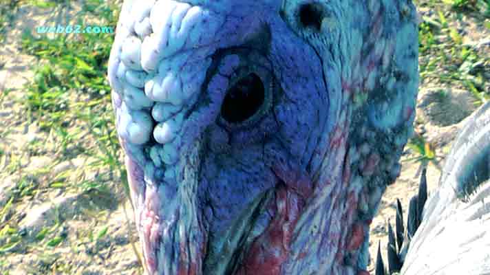 Turkey in Sihanoukville Cambodia Turkey in Cambodia