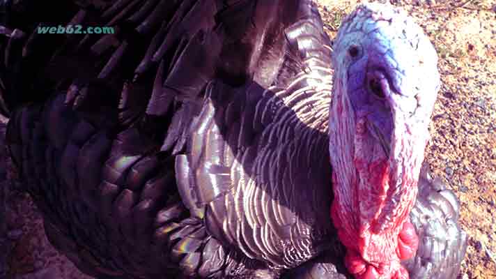 Turkey in Sihanoukville Cambodia Turkey in Cambodia