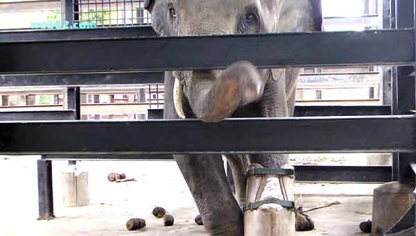 Photo Elephant in Cambodia photo Elephant in Cambodia